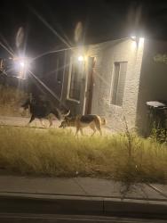 Found/Stray Unknown Dog last seen Main and stapley, Mesa, AZ 85210