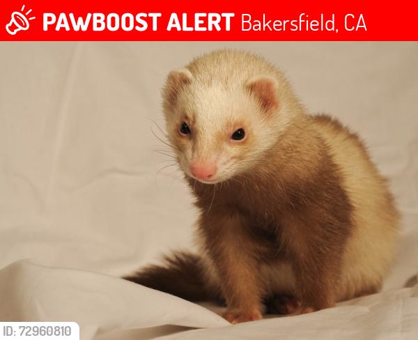 Lost Female Ferret last seen Gill ave , Bakersfield, CA 93306