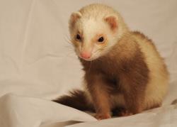 Lost Female Ferret last seen Gill ave , Bakersfield, CA 93306