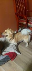 Reunited Male Dog last seen Hermitage ave, Los Angeles, CA 91607