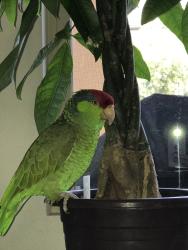 Lost Male Bird last seen Waterleaf and nightmist, Irvine, CA 92620