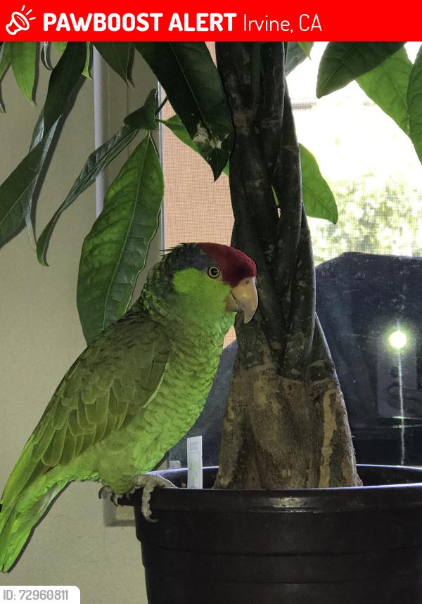Lost Male Bird last seen Waterleaf and nightmist, Irvine, CA 92620
