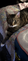 Reunited Female Cat last seen Kenseth on one end. Claremont on the other end. Parallel to McCauley.  , Allison Park, PA 15101