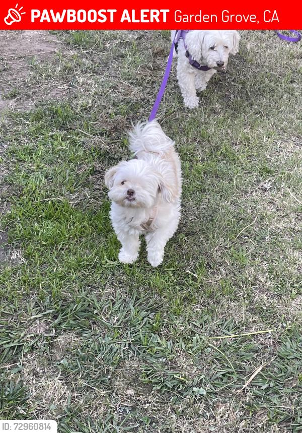Lost Female Dog last seen Off of Chapman and Euclid, Garden Grove, CA 92840