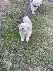 Lost Female Dog last seen Off of Chapman and Euclid , Garden Grove, CA 92840
