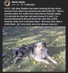 Reunited Female Dog last seen Aerie Rd, Valley Center, CA 92082