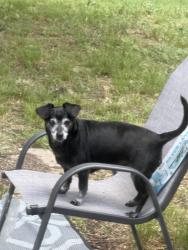 Reunited Male Dog last seen Hutson Street , Corsicana, TX 75110
