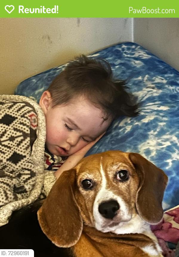 Reunited Female Dog last seen Near Brookridge Dr, Winston-Salem, NC 27103, USA, Winston-Salem, NC 27103