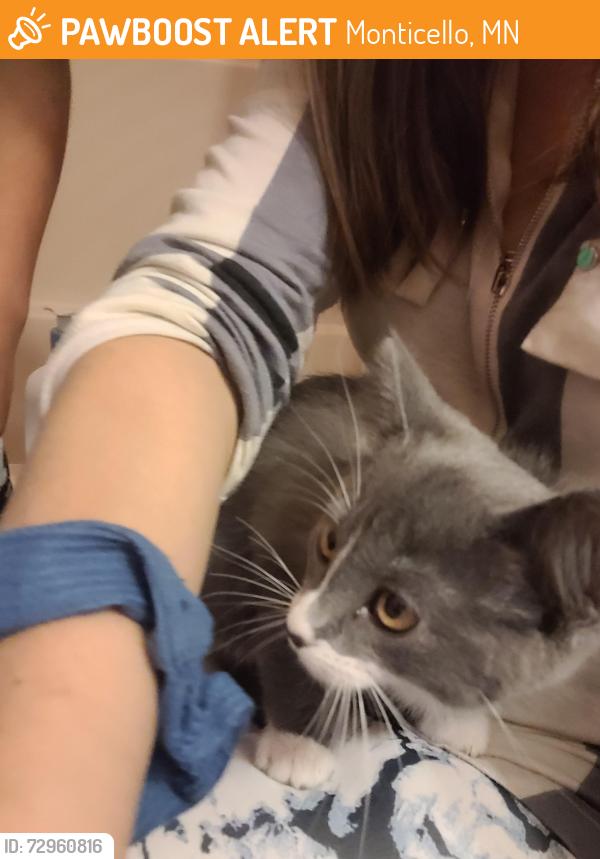 Found/Stray Unknown Cat last seen Marvin Elwood west. , Monticello, MN 55362