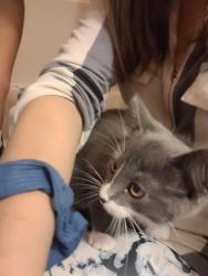 Found/Stray Unknown Cat last seen Marvin Elwood west. , Monticello, MN 55362