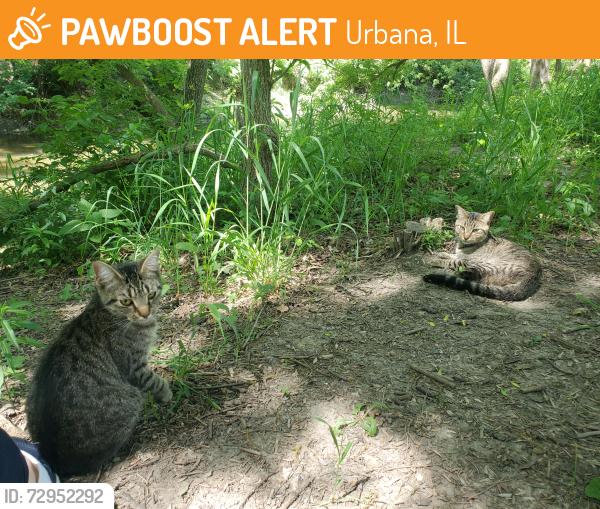 Found/Stray Male Cat last seen Crystal Lake Park, Urbana, IL 61801