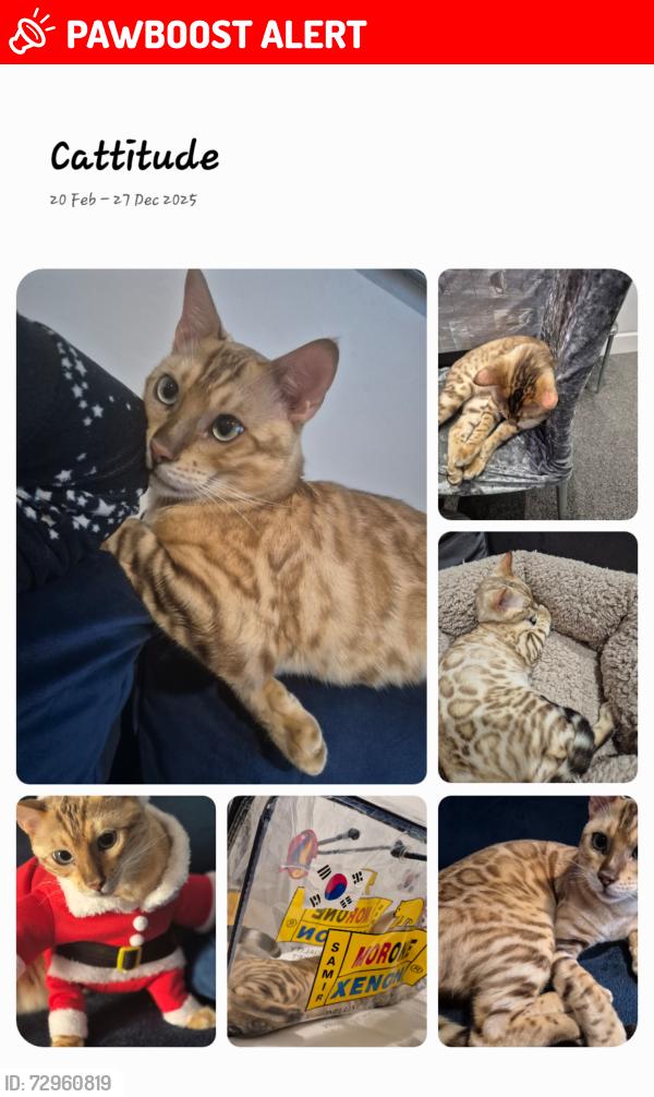Lost Male Cat last seen Street, Darlington, England DL3 0NX