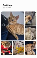 Lost Male Cat last seen Street, Darlington, England DL3 0NX