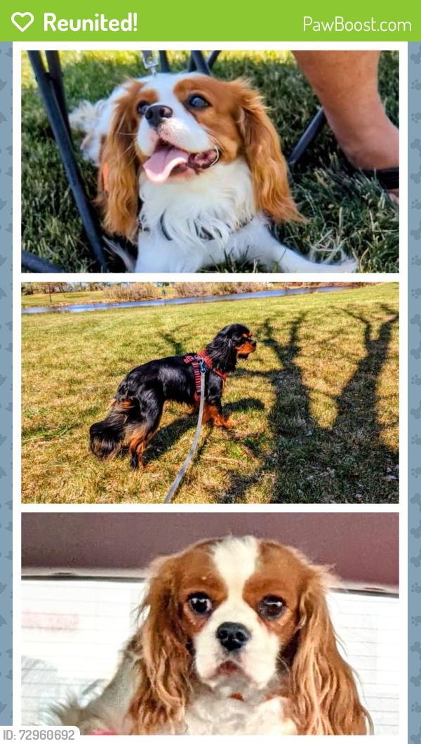 Reunited Female Dog last seen Near w 3rd St Rd , Greeley, CO 80634