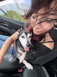 Lost Male Dog last seen yorktown, Corpus Christi, TX 78414