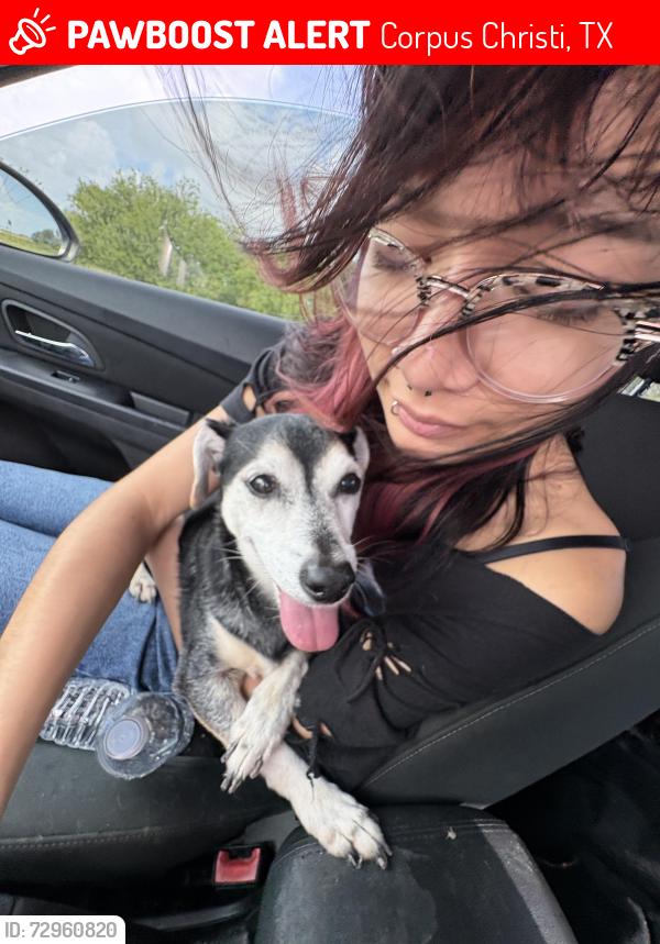 Lost Male Dog last seen yorktown, Corpus Christi, TX 78414
