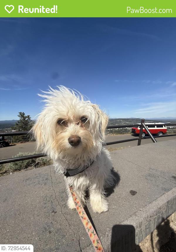 Reunited Female Dog last seen By multnomah university , Portland, OR 97220