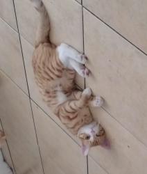 Lost Male Cat last seen McKenzie and Effie st, Fresno, CA 93721