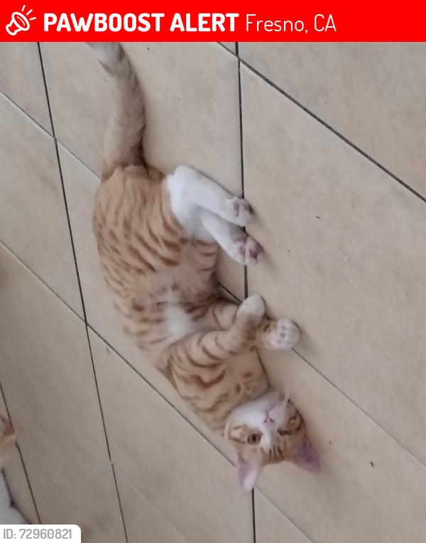 Lost Male Cat last seen McKenzie and Effie st, Fresno, CA 93721