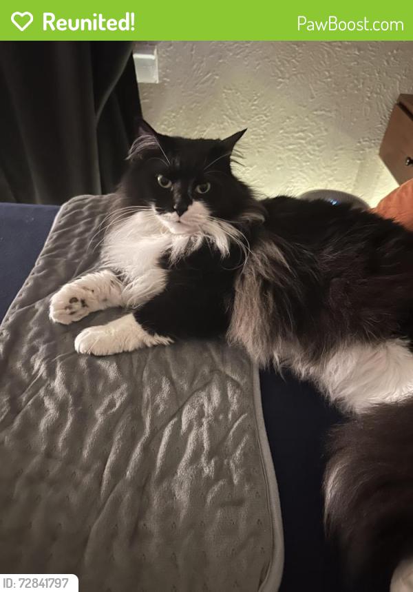 Reunited Female Cat last seen Middlebrook Pike near Pepsi bottling group, Knoxville, TN 37921
