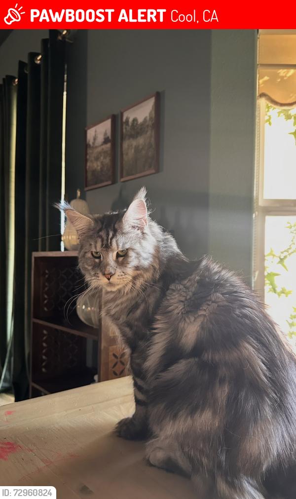 Lost Male Cat last seen Cherry blossom lane, Cool, CA 95614
