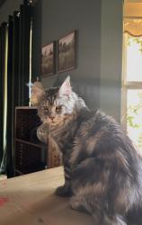 Lost Male Cat last seen Cherry blossom lane, Cool, CA 95614