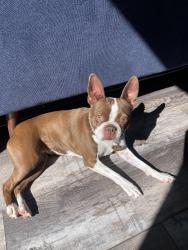 Lost Female Dog last seen Vine Creek Place in Kingwood neighborhood , Las Vegas, NV 89138