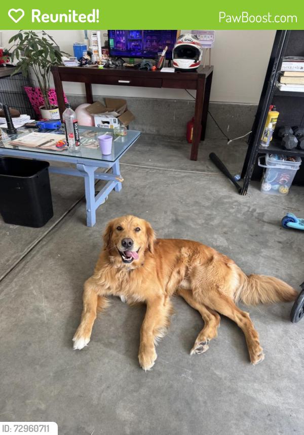 Reunited Male Dog last seen Near C. Pomelo, Chula Vista, CA 91913, USA, Chula Vista, CA 91913