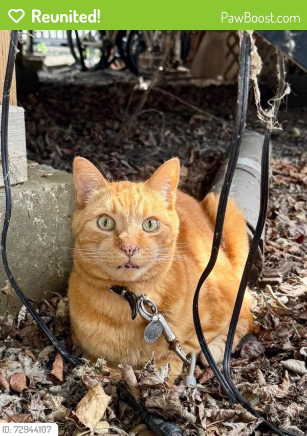 Reunited Male Cat last seen Summerside, Edmonton , Edmonton, AB T6X