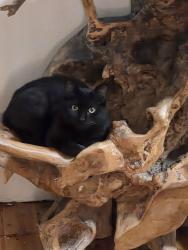 Lost Female Cat last seen Pasquin st,north glenelg , Glenelg North, SA 5045