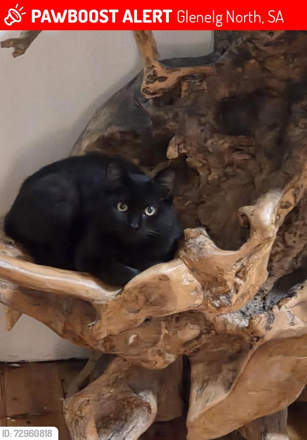 Lost Female Cat last seen Pasquin st,north glenelg , Glenelg North, SA 5045