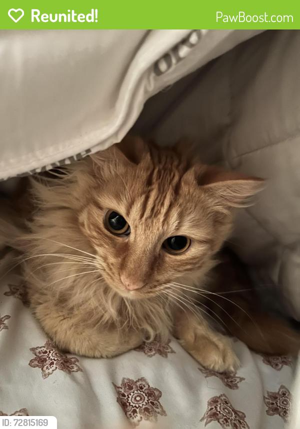 Reunited Male Cat last seen Spanish Ridge apmts russel and buffalo, Las Vegas, NV 89101