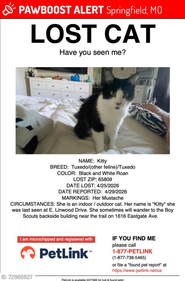 Lost Female Cat last seen Linwood Dr Springfield MO, Springfield, MO 65809