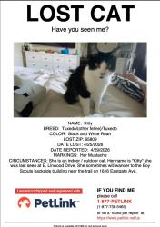Lost Female Cat last seen Linwood Dr Springfield MO, Springfield, MO 65809