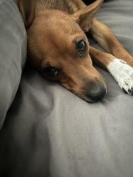 Lost Female Dog last seen Next to the south lake Union stair climb , Seattle, WA 98109