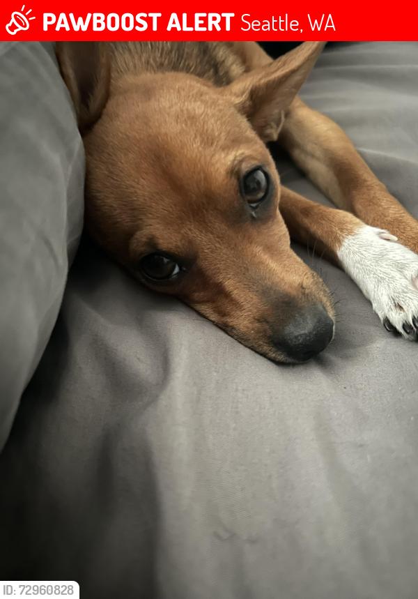 Lost Female Dog last seen Next to the south lake Union stair climb , Seattle, WA 98109