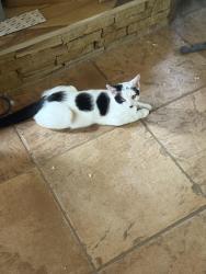 Lost Male Cat last seen Bellamy Brothers Boulevard, Dade City, FL 33523