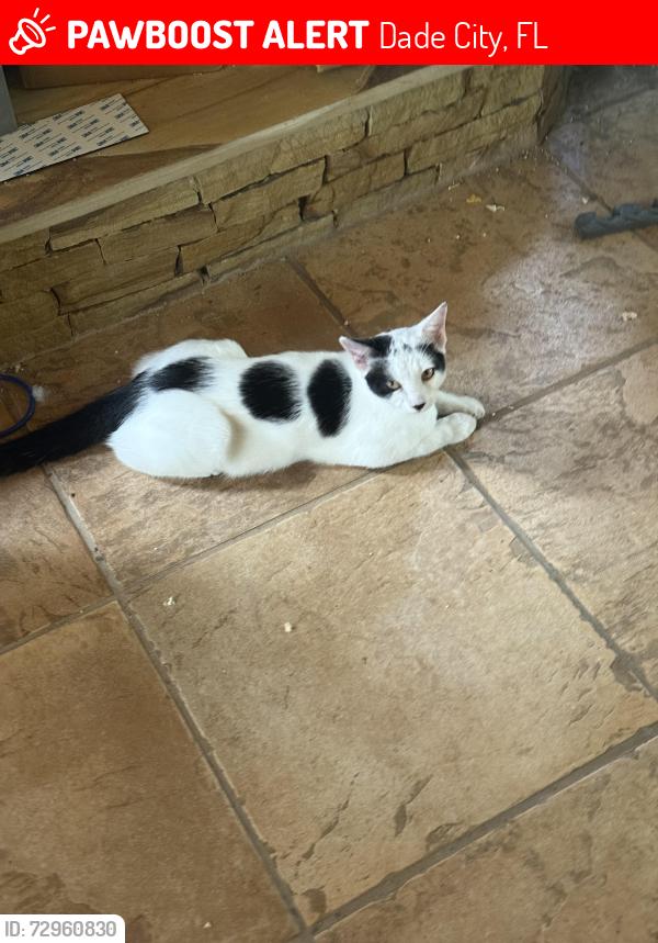 Lost Male Cat last seen Bellamy Brothers Boulevard, Dade City, FL 33523