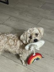 Reunited Male Dog last seen Near Natchez Rd, Riverside, CA 92509, USA, Riverside, CA 92509