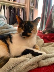 Lost Female Cat last seen Near Contra Costa College, San Pablo, CA 94806