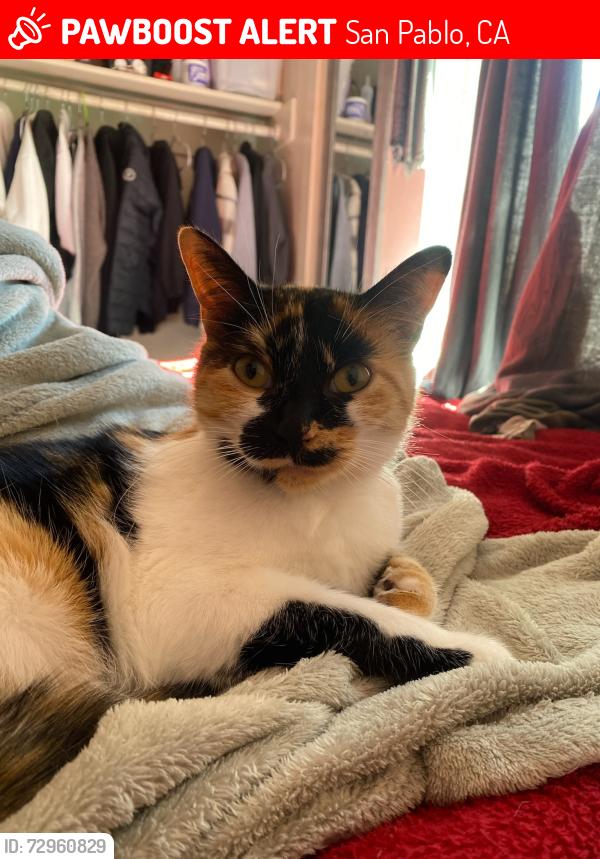 Lost Female Cat last seen Near Contra Costa College, San Pablo, CA 94806