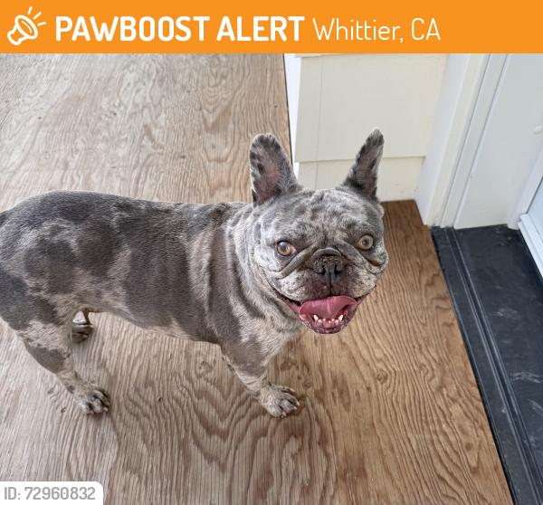 Found/Stray Female Dog last seen Mar Vista & Enramada , Whittier, CA 90602