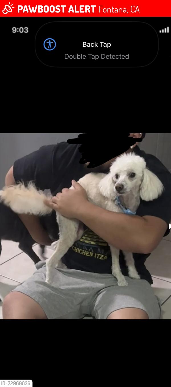 Lost Male Dog last seen Baseline and citrus, Fontana, CA 92336