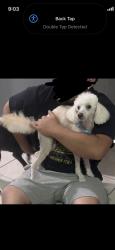 Lost Male Dog last seen Baseline and citrus, Fontana, CA 92336