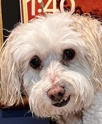 Lost Female Dog last seen Dixie hey, Jensen Beach, FL 34957