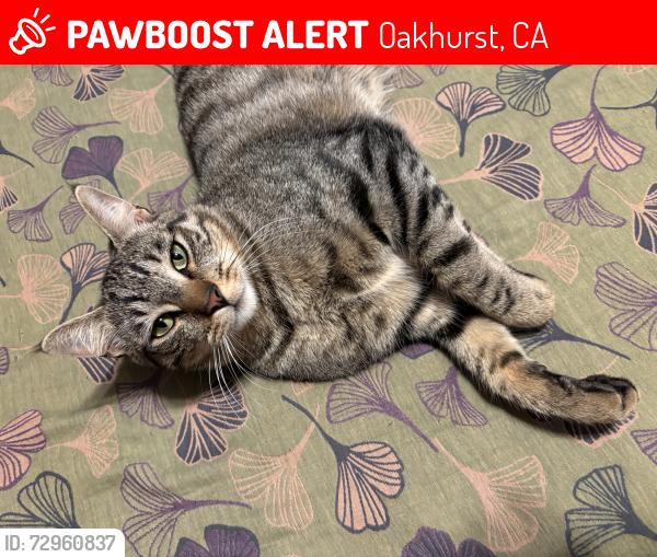 Lost Male Cat last seen Below the Corral store, Oakhurst, CA 93644