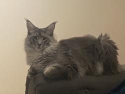 Lost Male Cat last seen Near shops on Common Lane, Warwickshire, England CV8