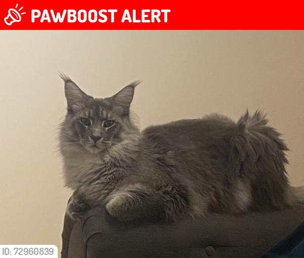 Lost Male Cat last seen Near shops on Common Lane, Warwickshire, England CV8