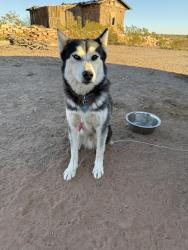 Lost Male Dog last seen Near Los Lunas Prison, Los Lunas, NM 87031