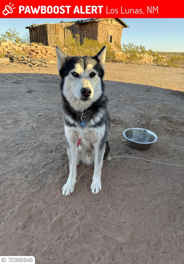 Lost Male Dog last seen Near Los Lunas Prison, Los Lunas, NM 87031